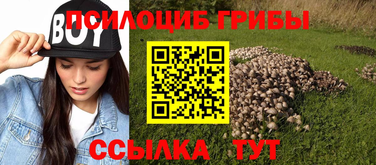 Псилоцибиновые грибы Cubensis Котовск
